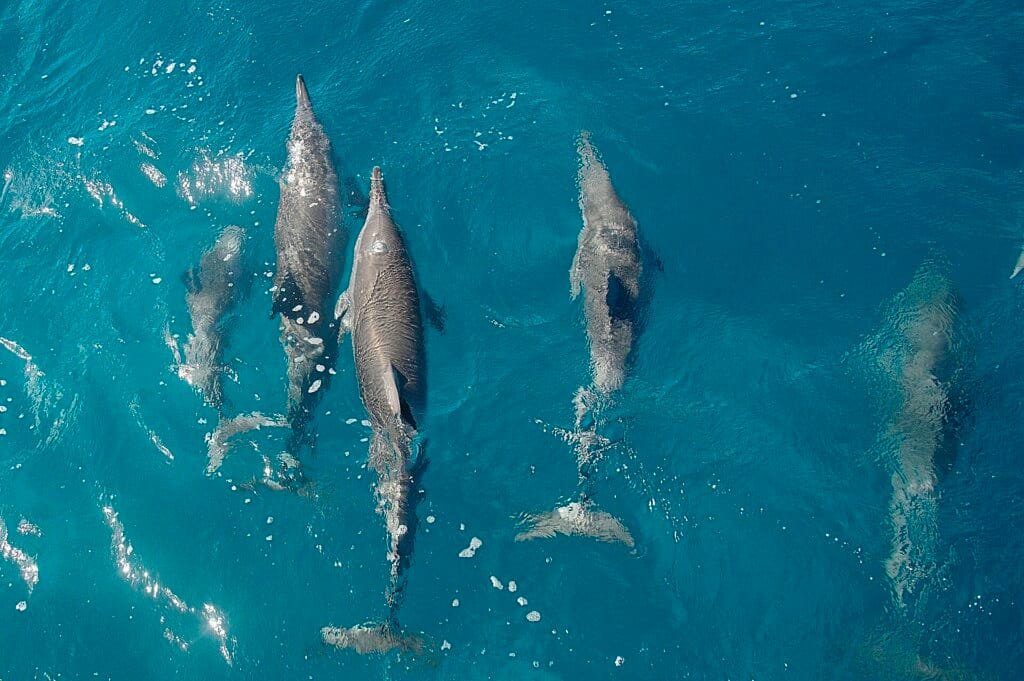 A Baía dos Golfinhos possui mirante utilizado para observação à distância. O acesso integra o Parque Nacional Marinho.