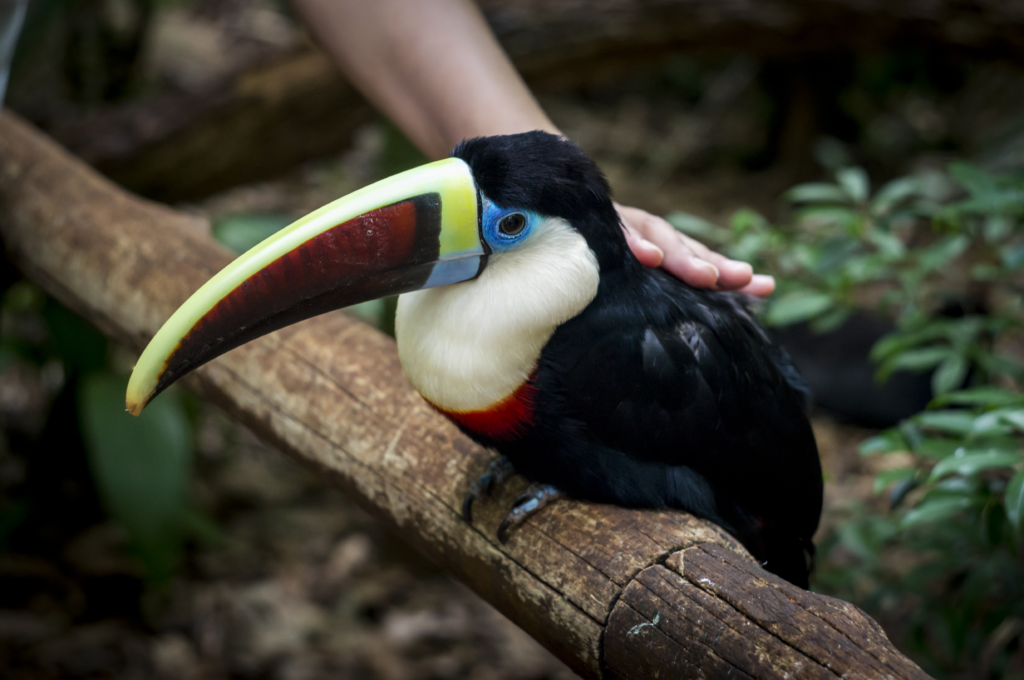 O que fazer em Foz do Iguaçu atrações, roteiro de 3 e 4 dias - o que fazer em Foz do Iguaçu,Cataratas do Iguaçu,Parque das Aves,Itaipu Binacional,Marco das Três Fronteiras - Brasil