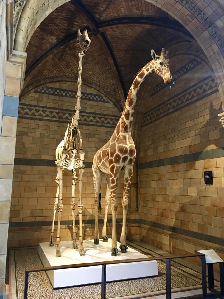 Girafa londres